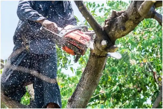 tree services Lakeview